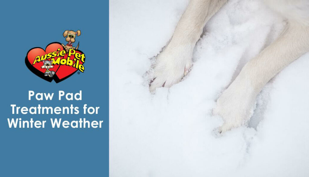 Paw Pad Treatments for Winter Weather