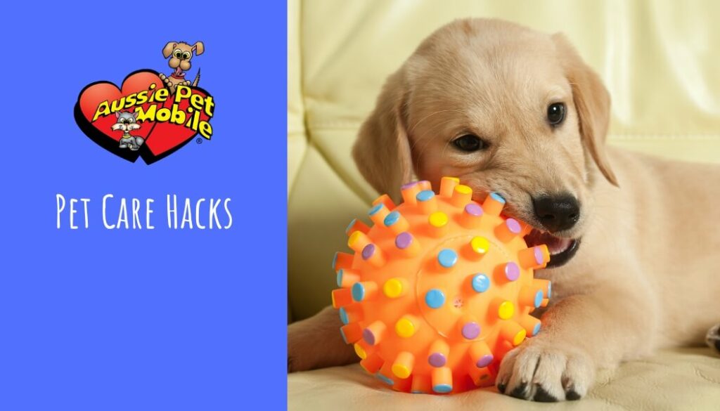 Pet Care Hacks