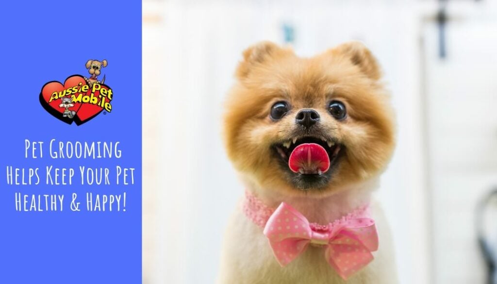 Pet Grooming Helps Keep Your Pet Healthy & Happy