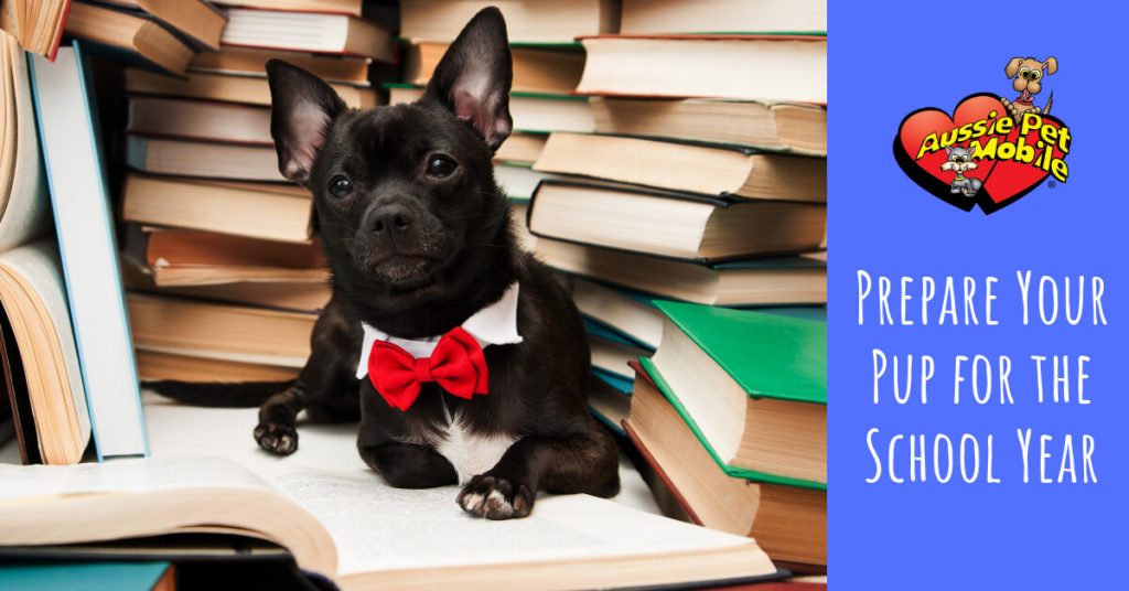Prepare Your Pup For The School Year