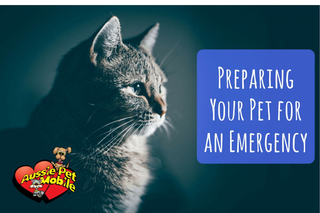 Preparing Your Pet For An Emergency