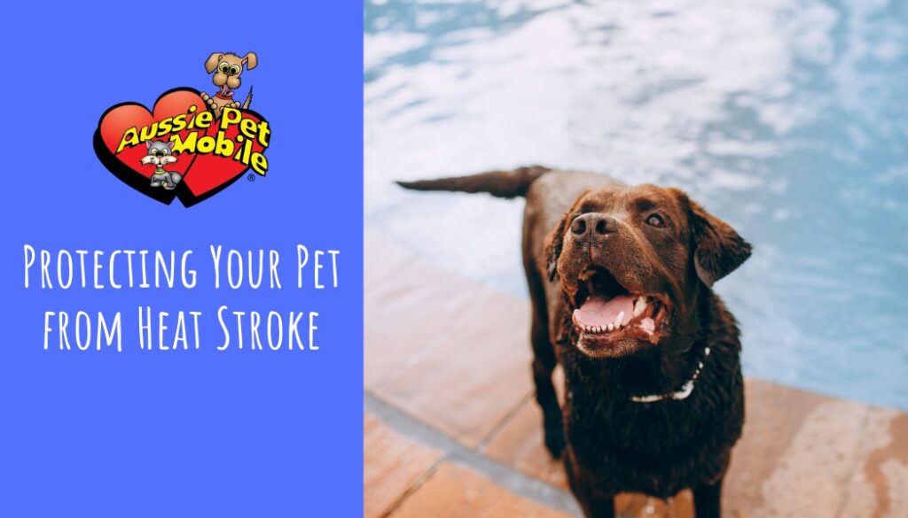 Protecting Your Pet from Heat Stroke May 2022