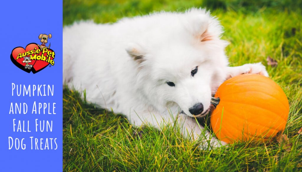 Pumpkin and Apple Fall Fun Dog Treats - Sept 2020