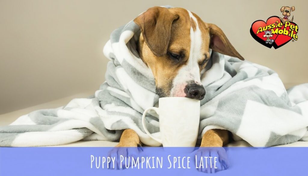 Puppy Pumpkin Spice Latte