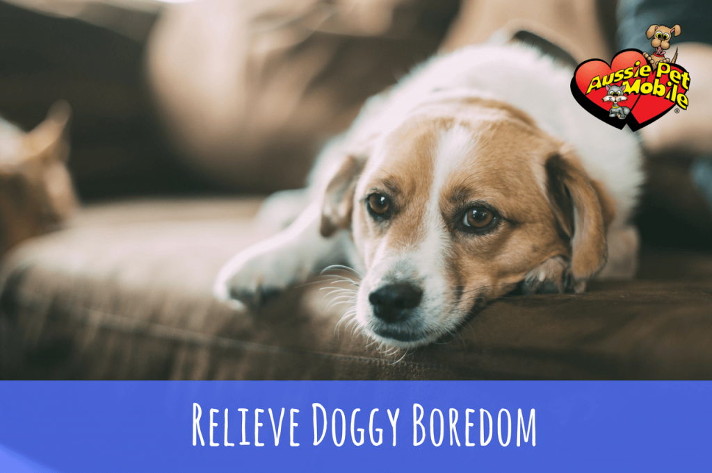 Relieve Doggy Boredom