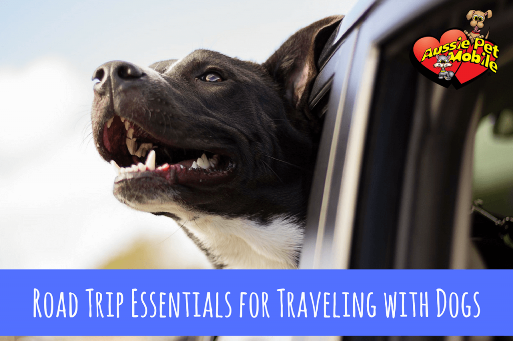 Summer Road Trip Essentials For Traveling With Dogs