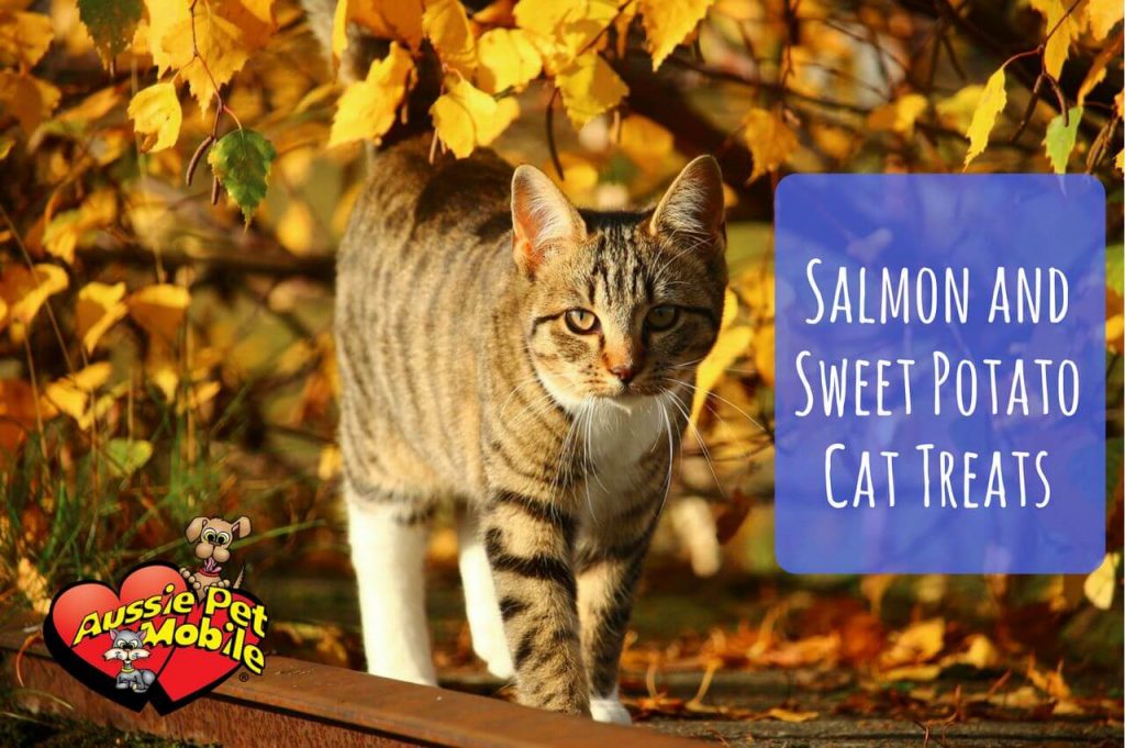 Salmon And Sweet Potato Cat Treats