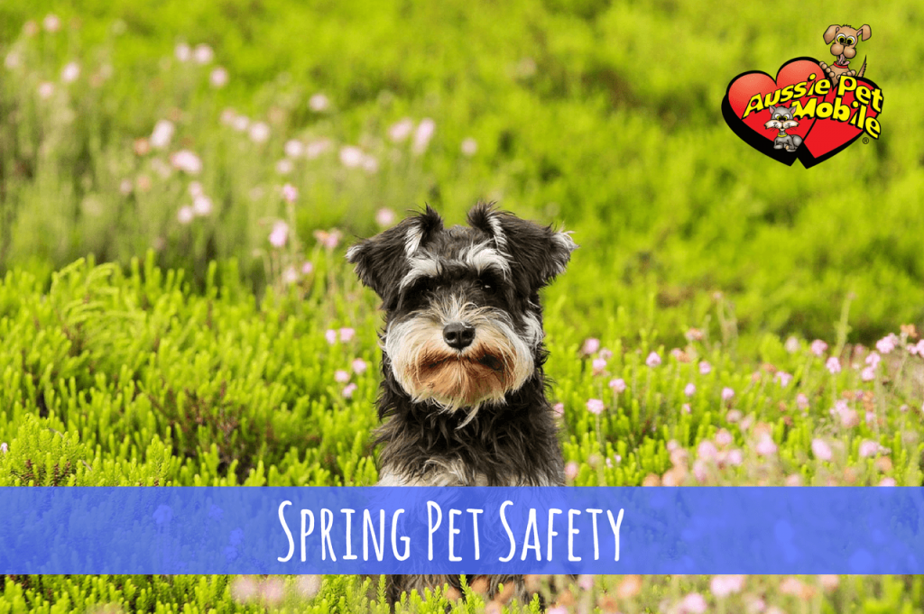Spring Pet Safety