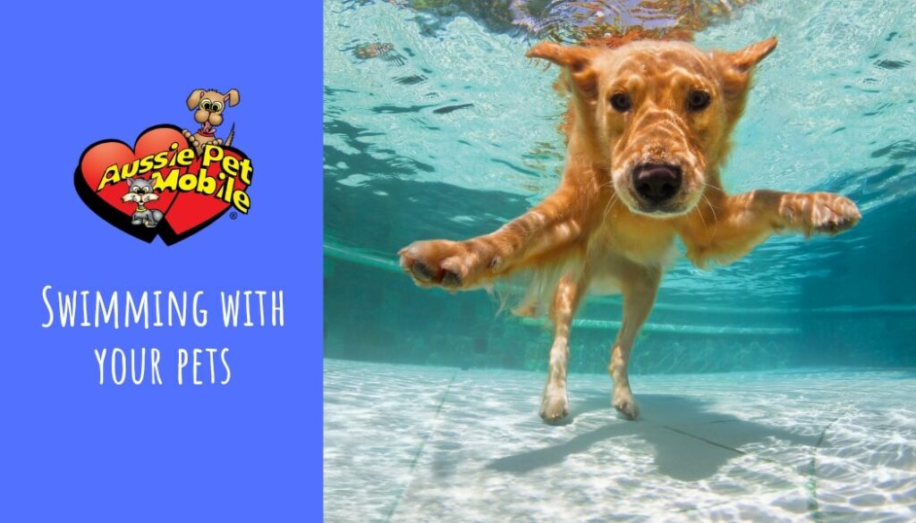 Swimming With Your Pets