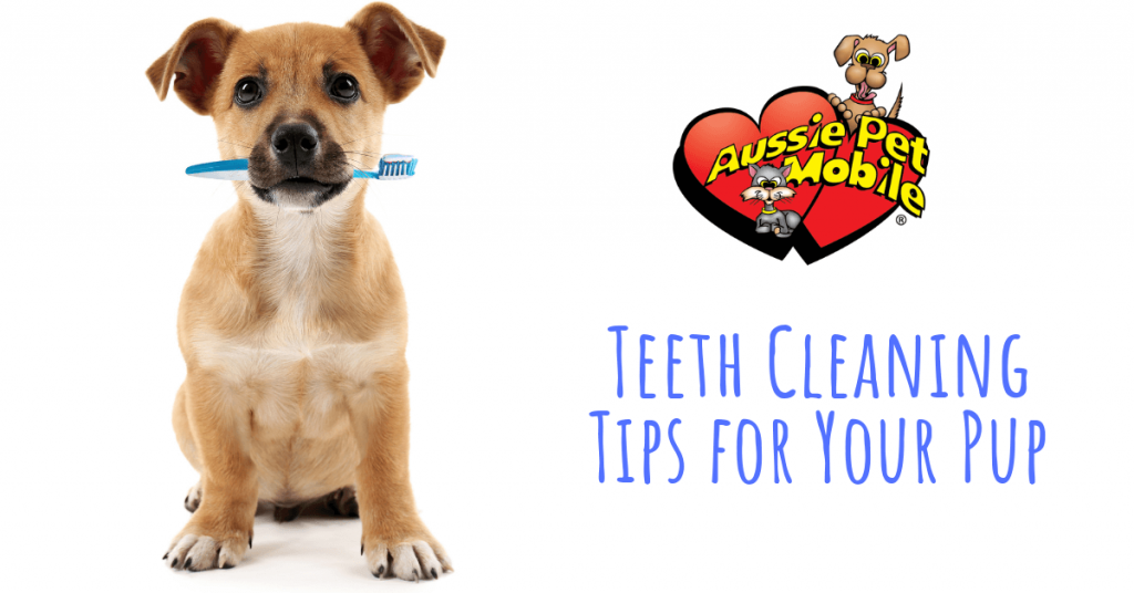 Teeth Cleaning Tips For Your Pup