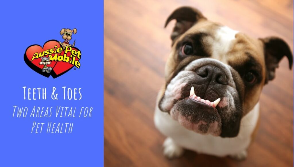 Teeth & Toes Two Areas Vital for Pet Health