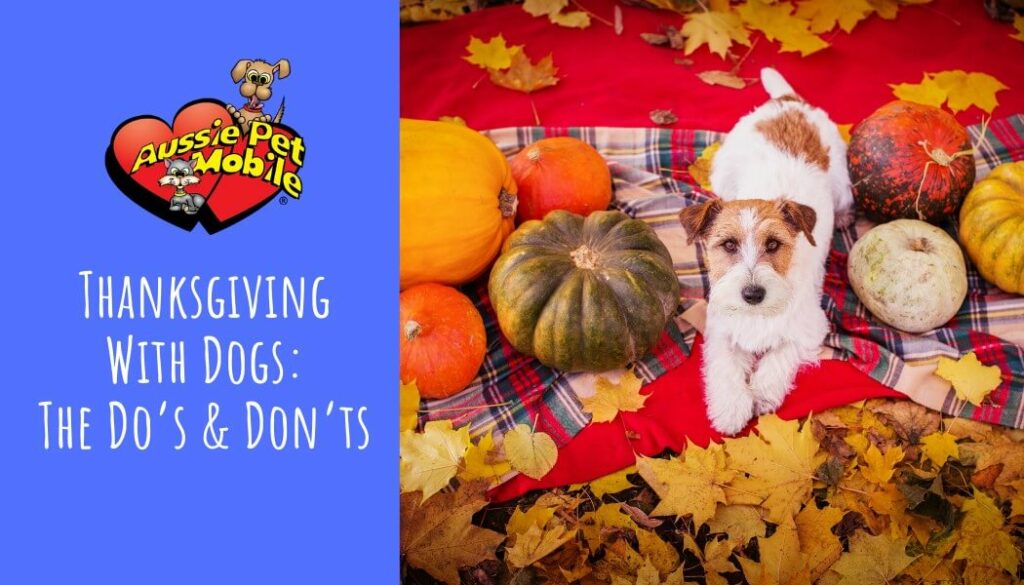 Thanksgiving With Dogs The Do’s & Don’ts
