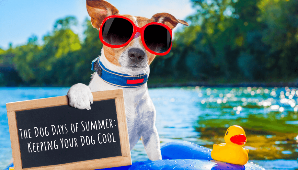 The Dog Days of Summer Keeping Your Dog Cool