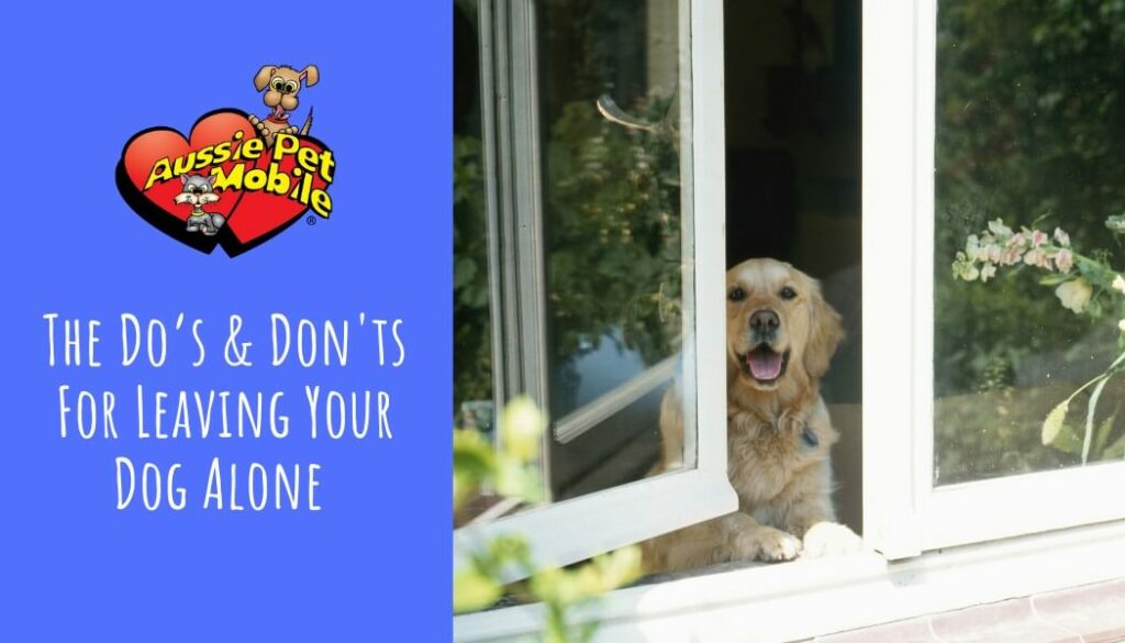 The Do’s & Don'ts For Leaving Your Dog Alone-Aug-2021