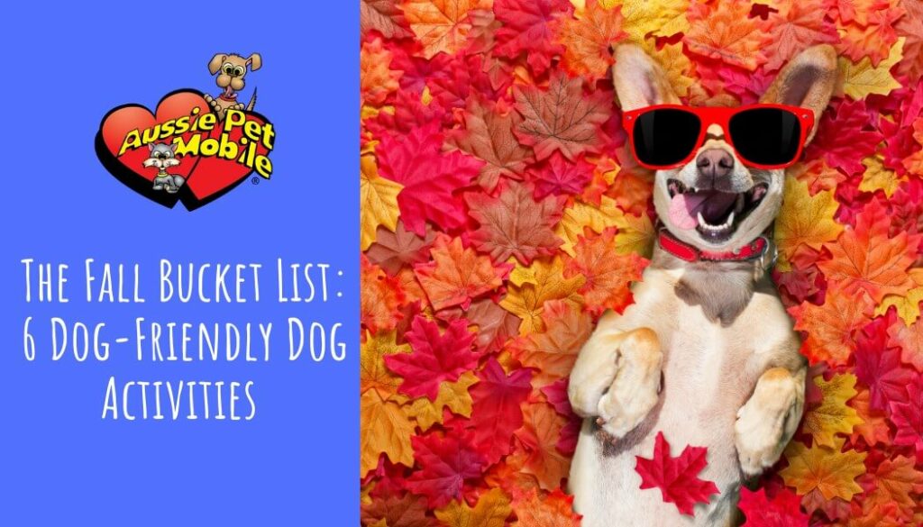 The Fall Bucket List 6 Dog-Friendly Dog Activities