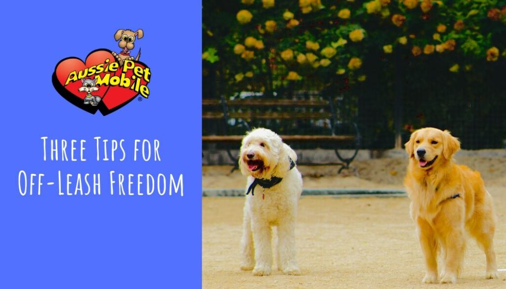 Three Tips for Off-Leash Freedom