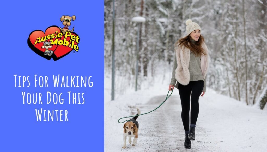 Tips For Walking Your Dog This Winter - Dec 2021