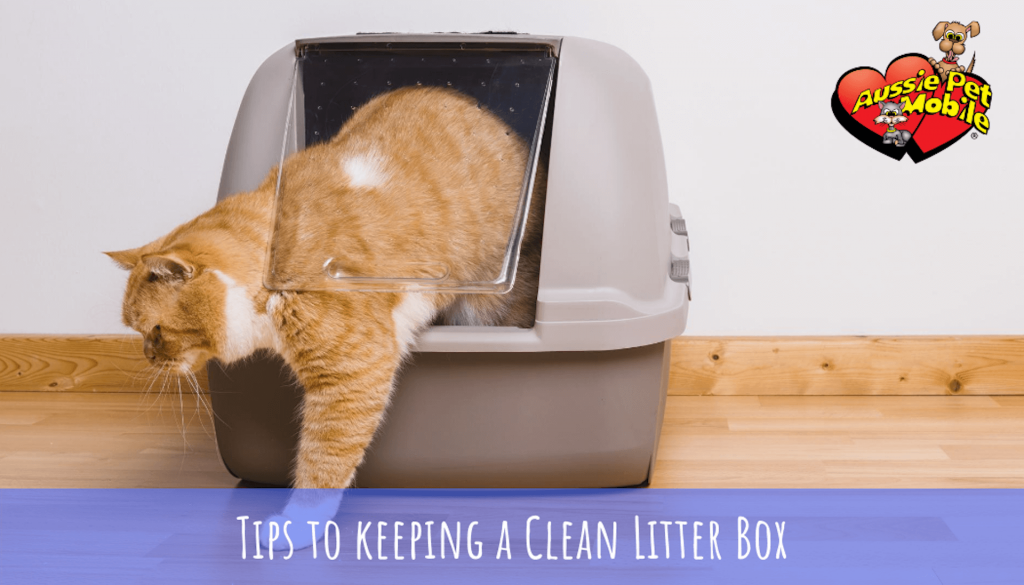 Tips to Avoid Litter Box Problems with Your Cat-Aug-2020