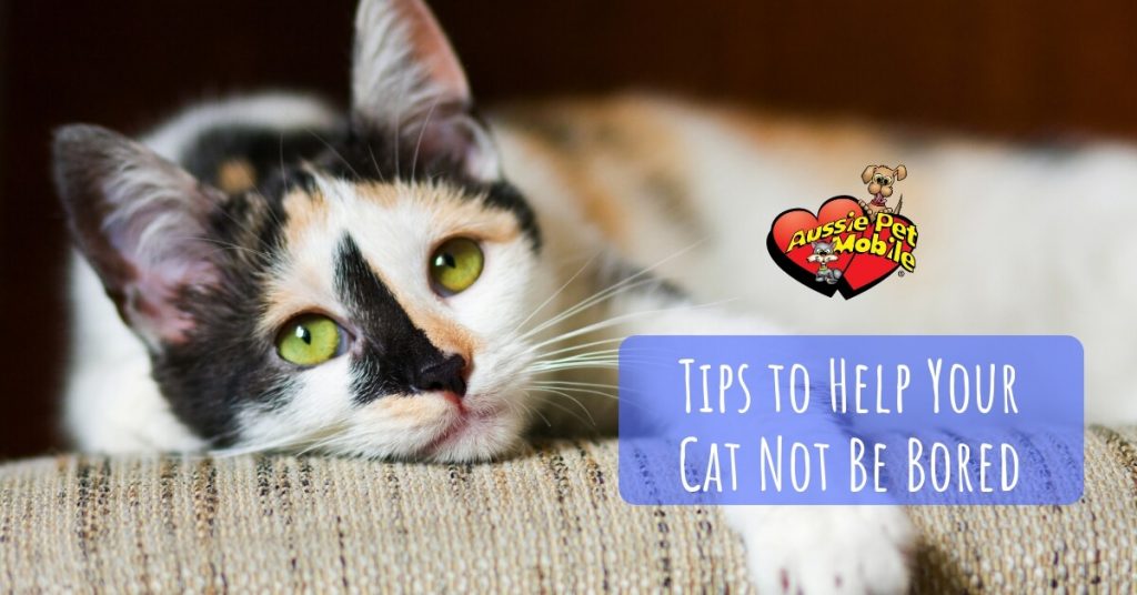 Tips To Help Your Cat Not Be Bored
