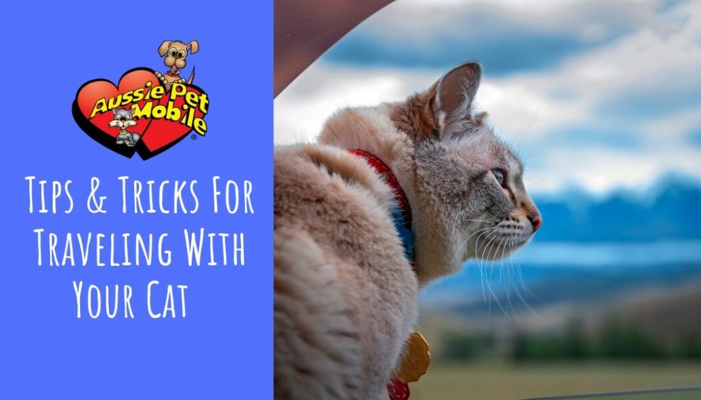 Tips & Tricks For Traveling With Your Cat March 2022