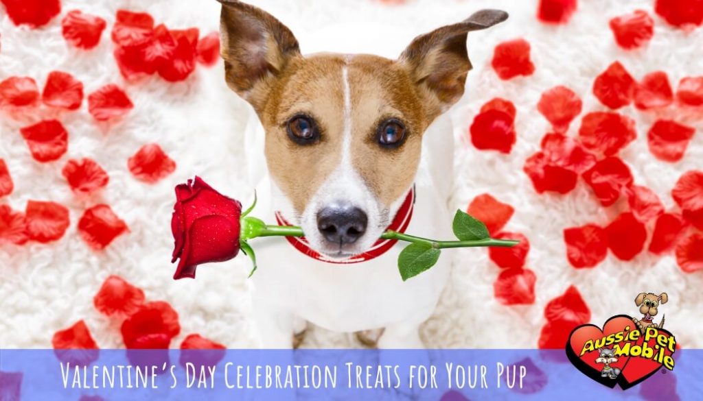 Valentine’s Day Celebration Treats for Your Pup Feb 2021