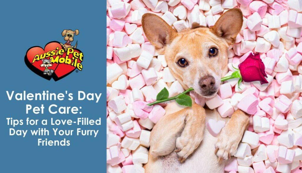 Valentine's Day Pet Care Tips for a Love-Filled Day with Your Furry Friends
