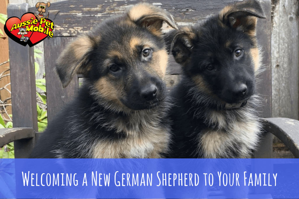 Welcoming A New German Shepherd To Your Family