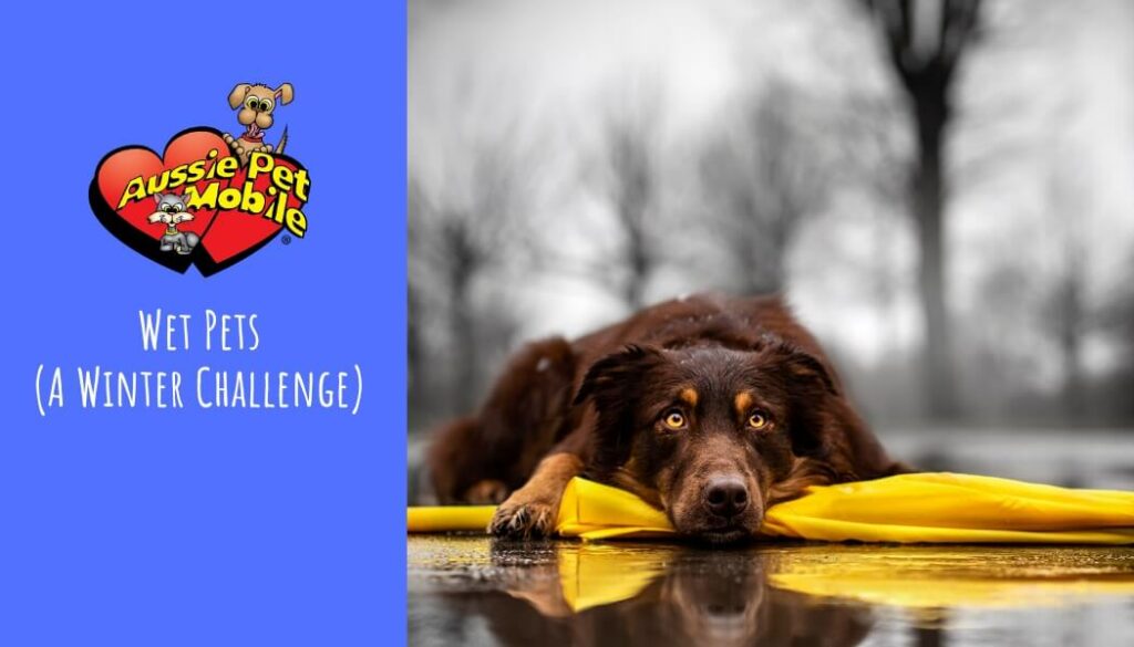 Wet Pets (A Winter Challenge)