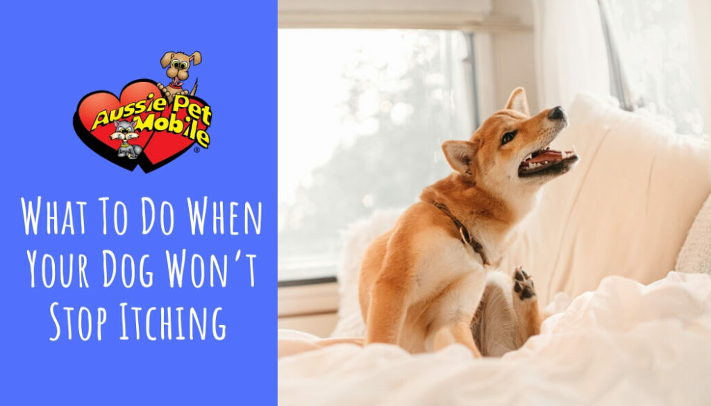 What To Do When Your Dog Won’t Stop Itching