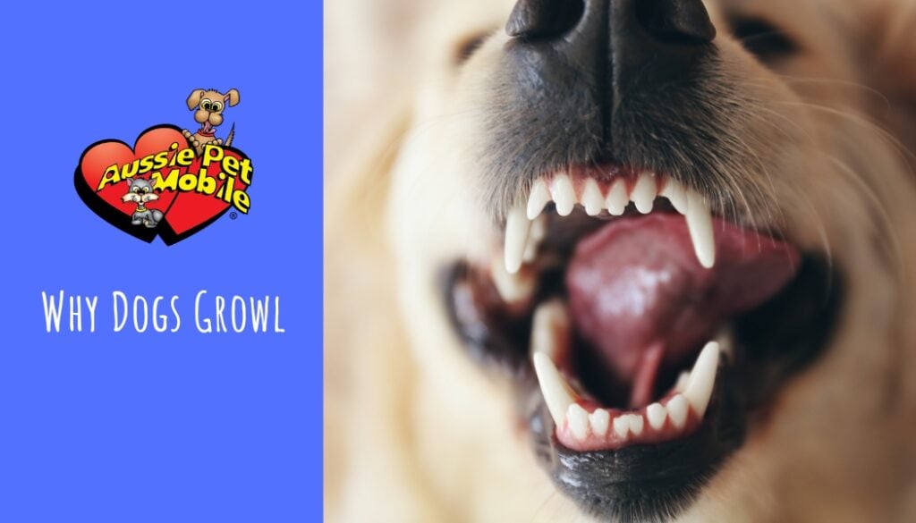 Why Dogs Growl