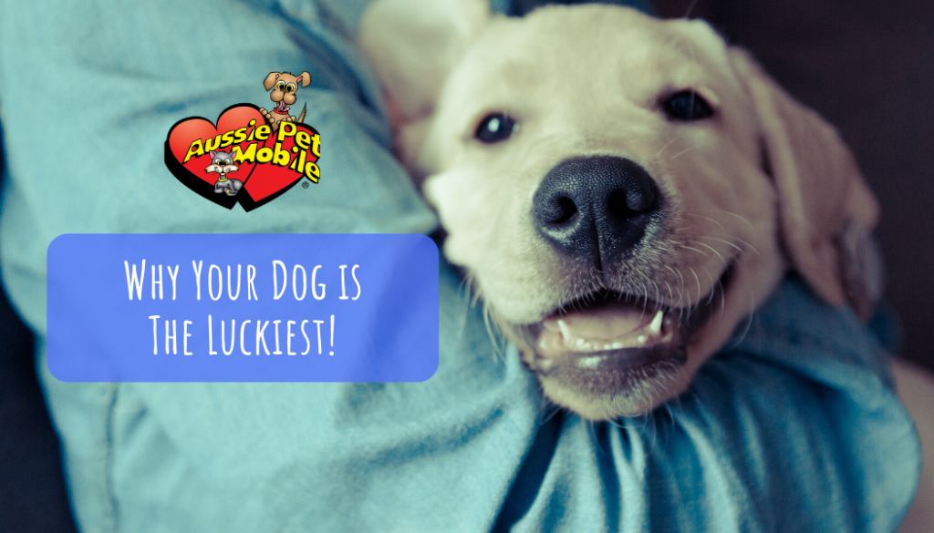 Why Your Dog is The Luckiest