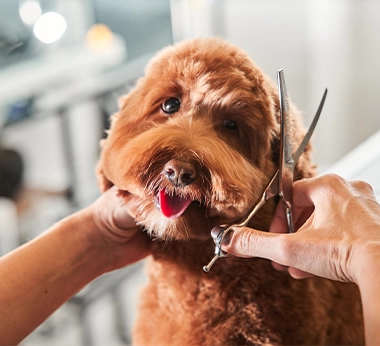 Cheap dog grooming clearance places