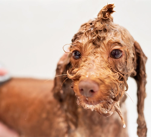 Dog getting a bath